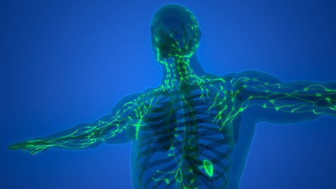 An artistic rendering of lymph nodes lit in green underneath the skin.